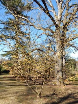 Imagem de Hamamelis mollis Oliv.