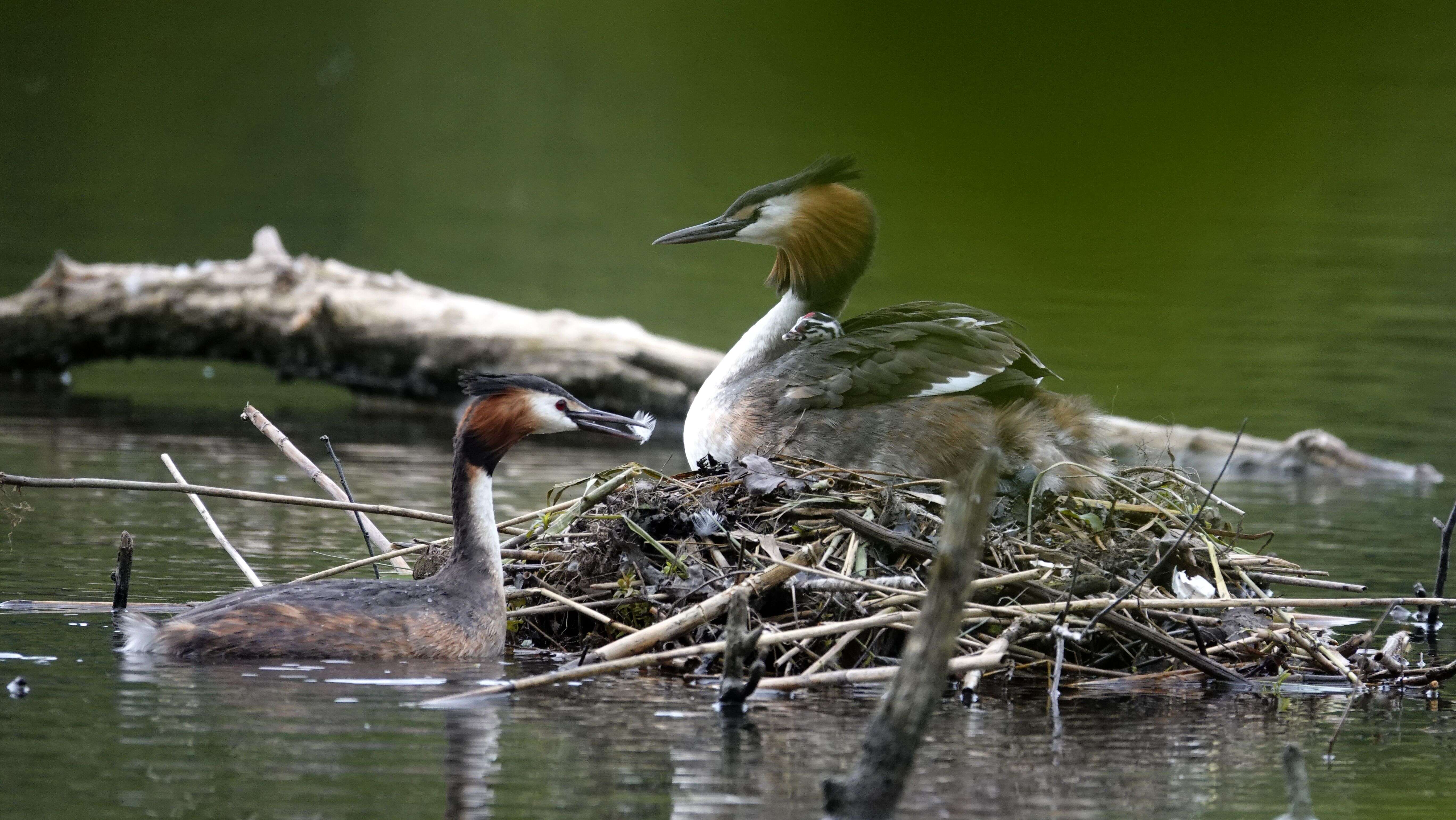 Image of Podiceps Latham 1787