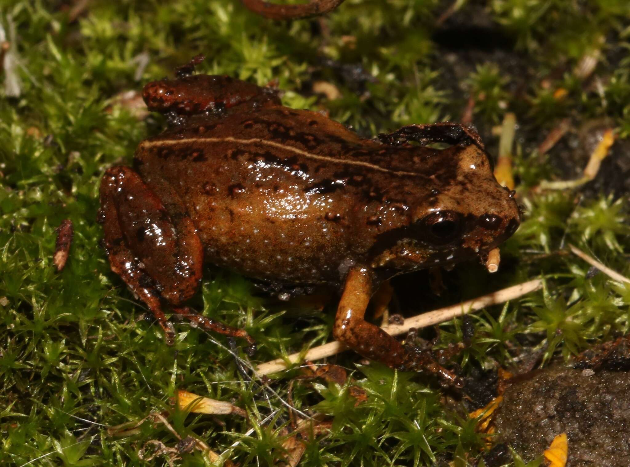 Image of De Villier’s Moss Frog