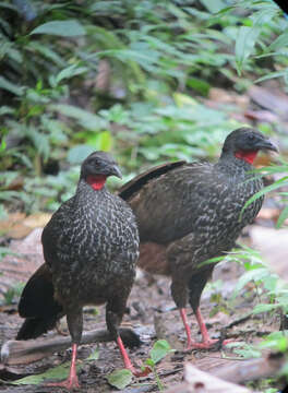 Image de Pénélope de Cauca