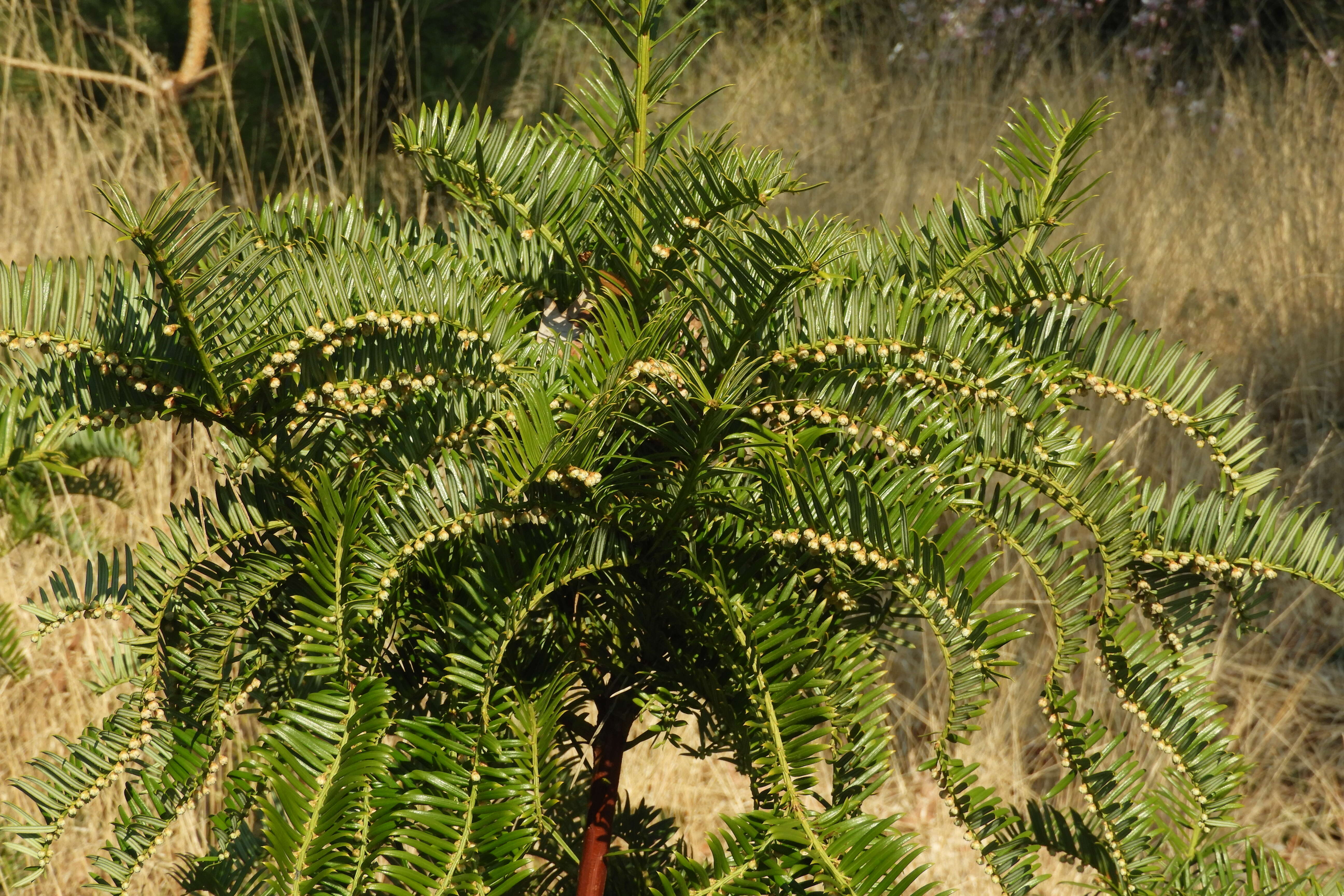 Sivun Cephalotaxus sinensis (Rehd. & E. H. Wilson) H. L. Li kuva