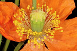 Image of Orange poppy