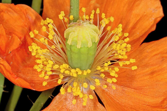 Image of Orange poppy