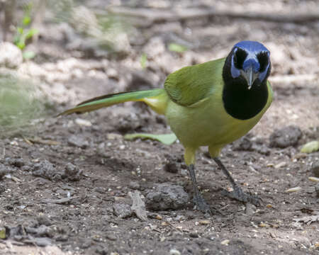 Image of Green Jay