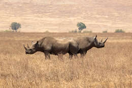 Image of Black Rhinoceros