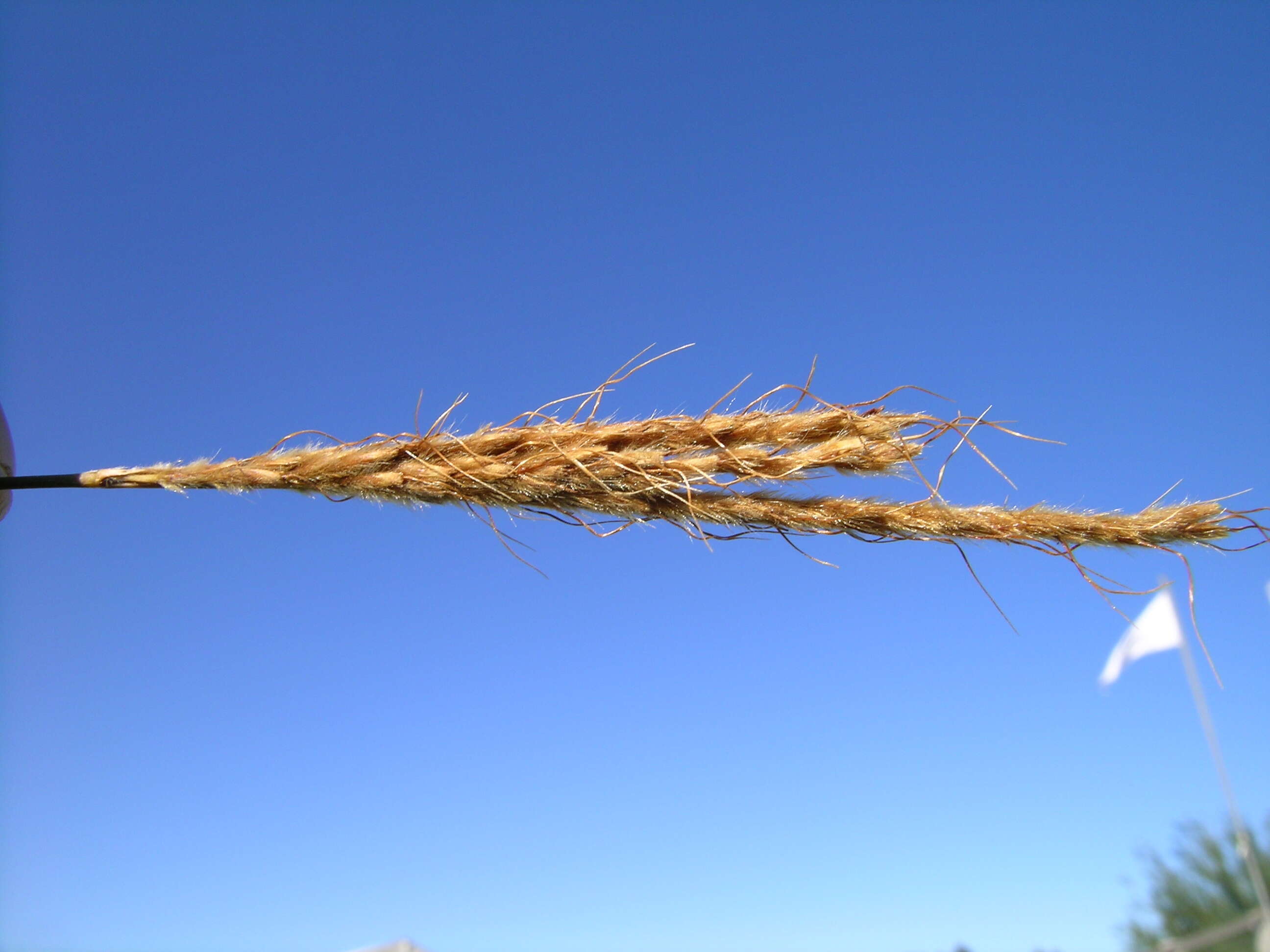 Image of Golden velvet grass