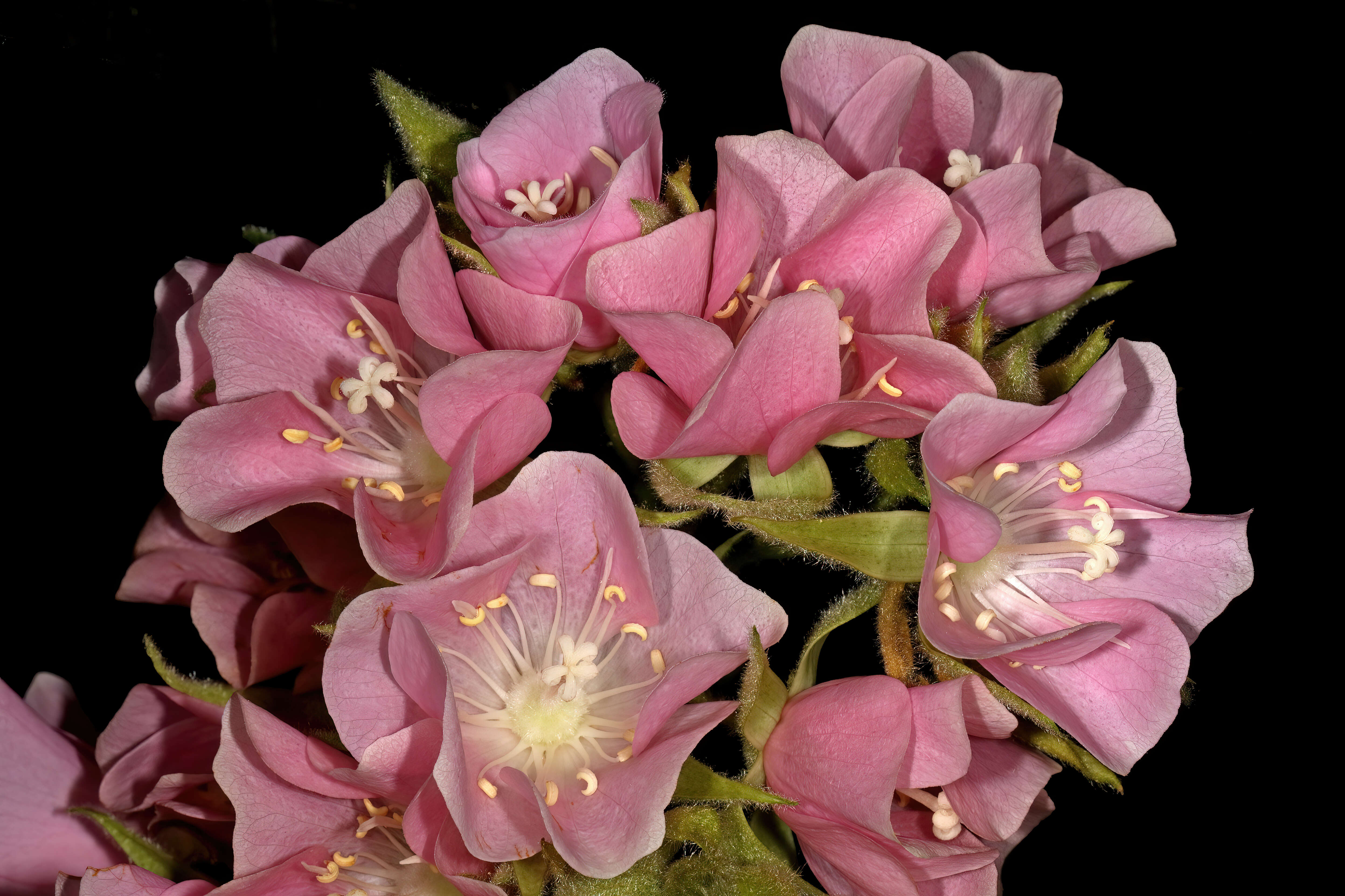 Image of Dombeya