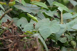 Image of Moonflower or moon vine