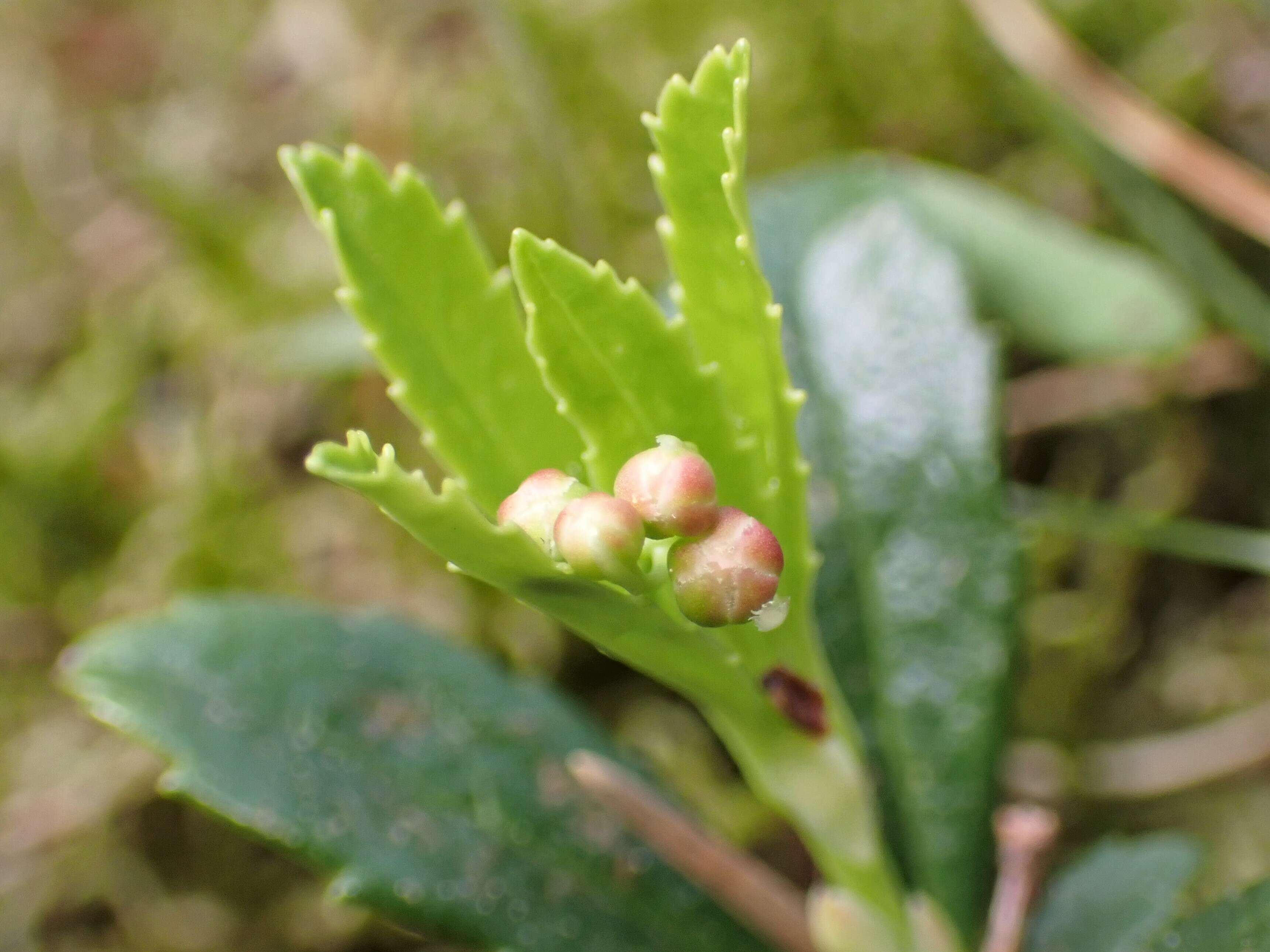 Image of pipsissewa