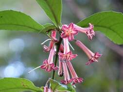 Image of Shrubby honeysuckle