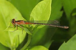 Image of Eastern Forktail