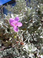 Imagem de Leucophyllum frutescens (Berl.) I. M. Johnston