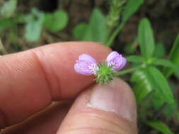 Image of Justicia adscendens subsp. adscendens