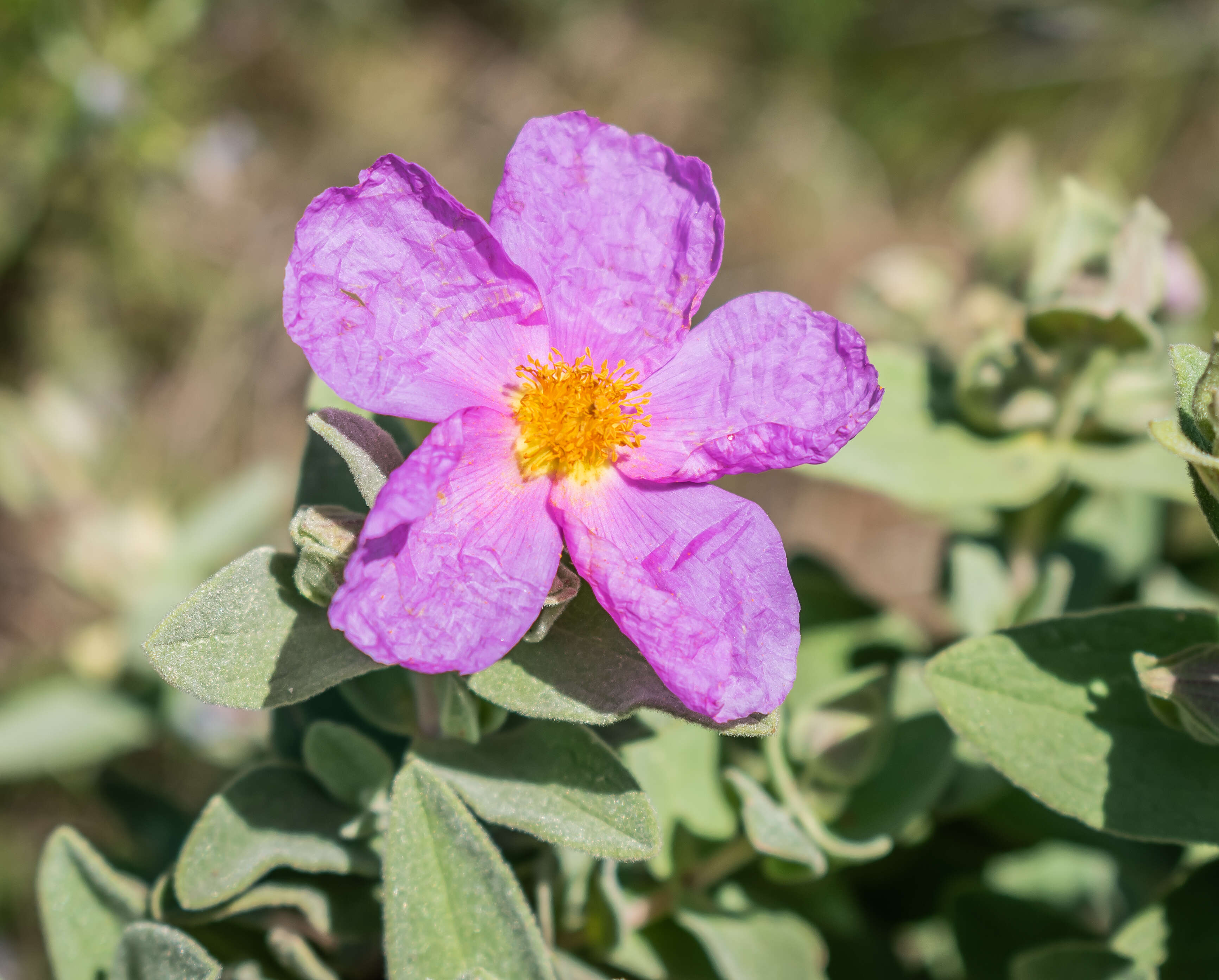 Imagem de Cistus albidus L.