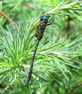 Image of Delicate Emerald