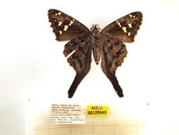 Image of Dorantes Longtail