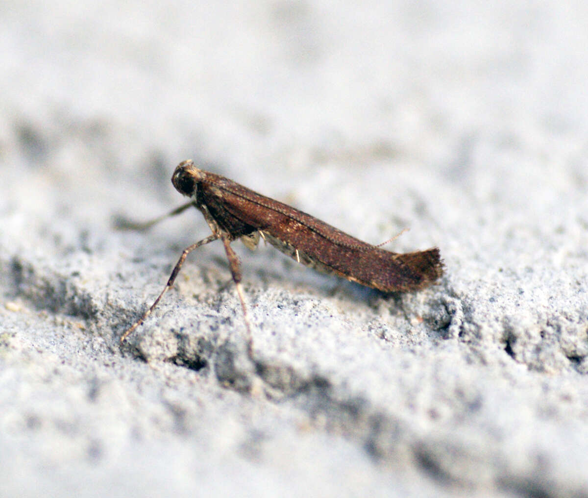 Image of Caloptilia semifascia (Haworth 1828)