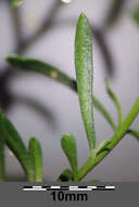 Sivun Lepidium graminifolium L. kuva