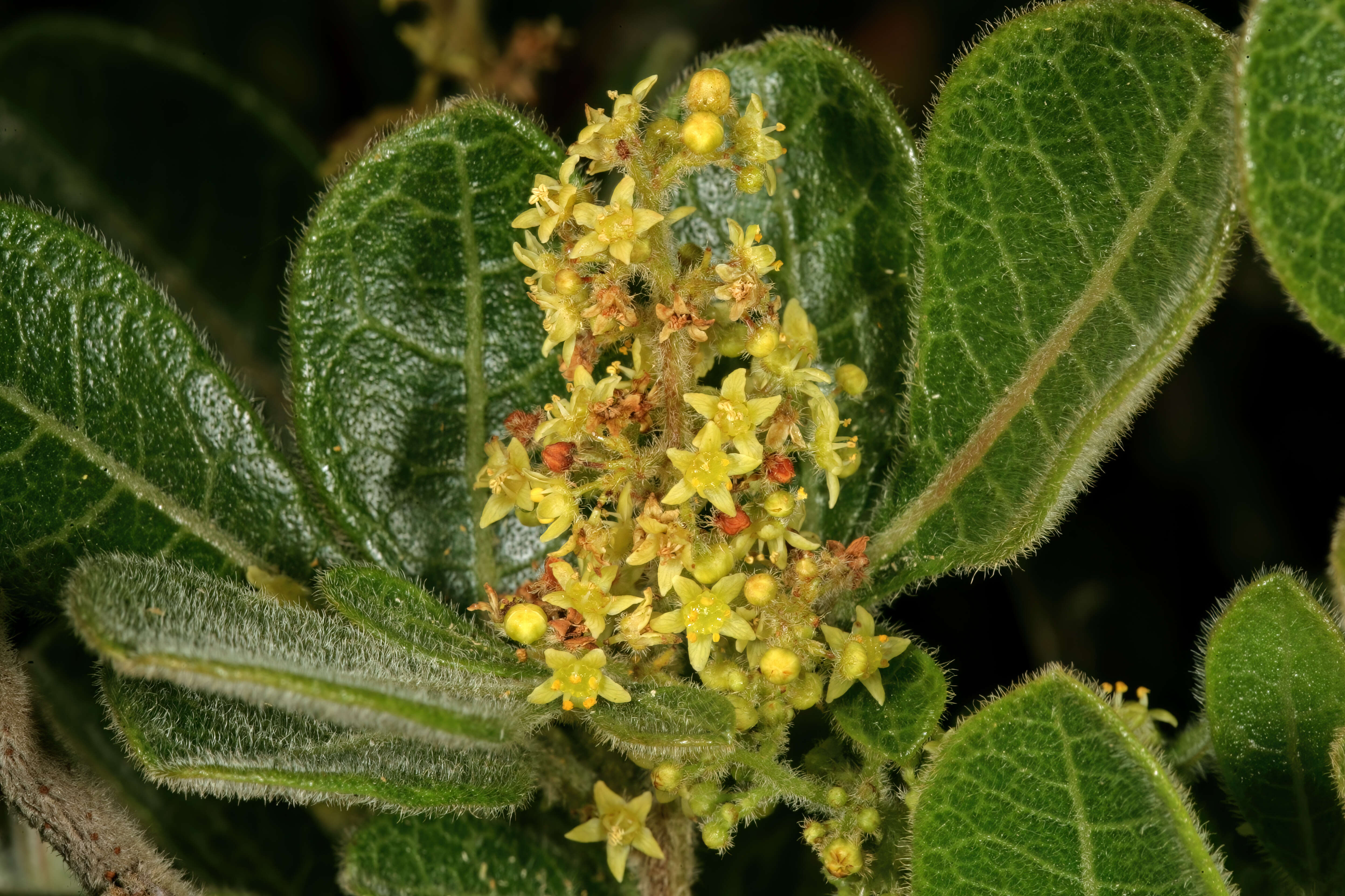 Image of blue-fruited crowberry