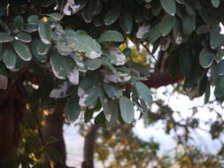 Image of threeleaf soapberry