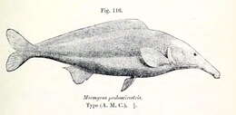 Image of Mormyrids