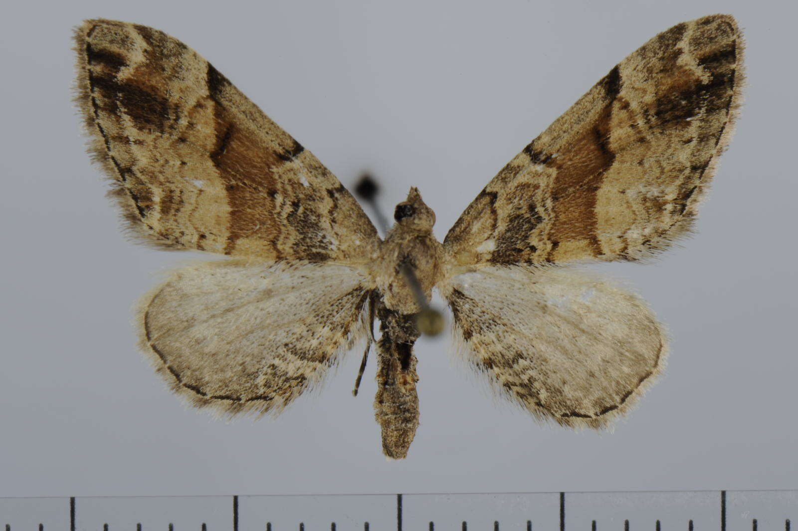 Plancia ëd Eupithecia sinuosaria Eversmann 1848