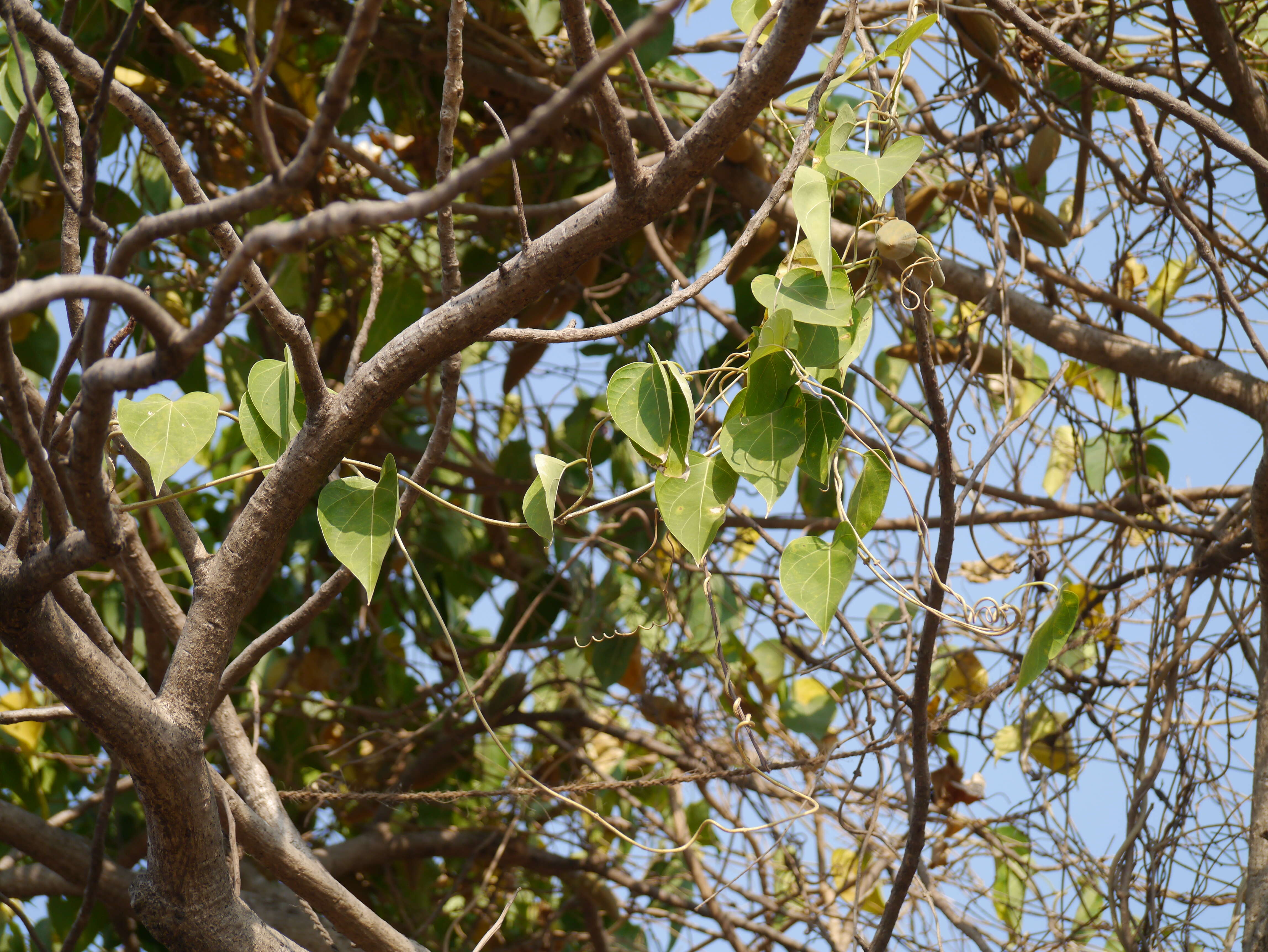 Image of Marsdenia volubilis (L. fil.) Cooke