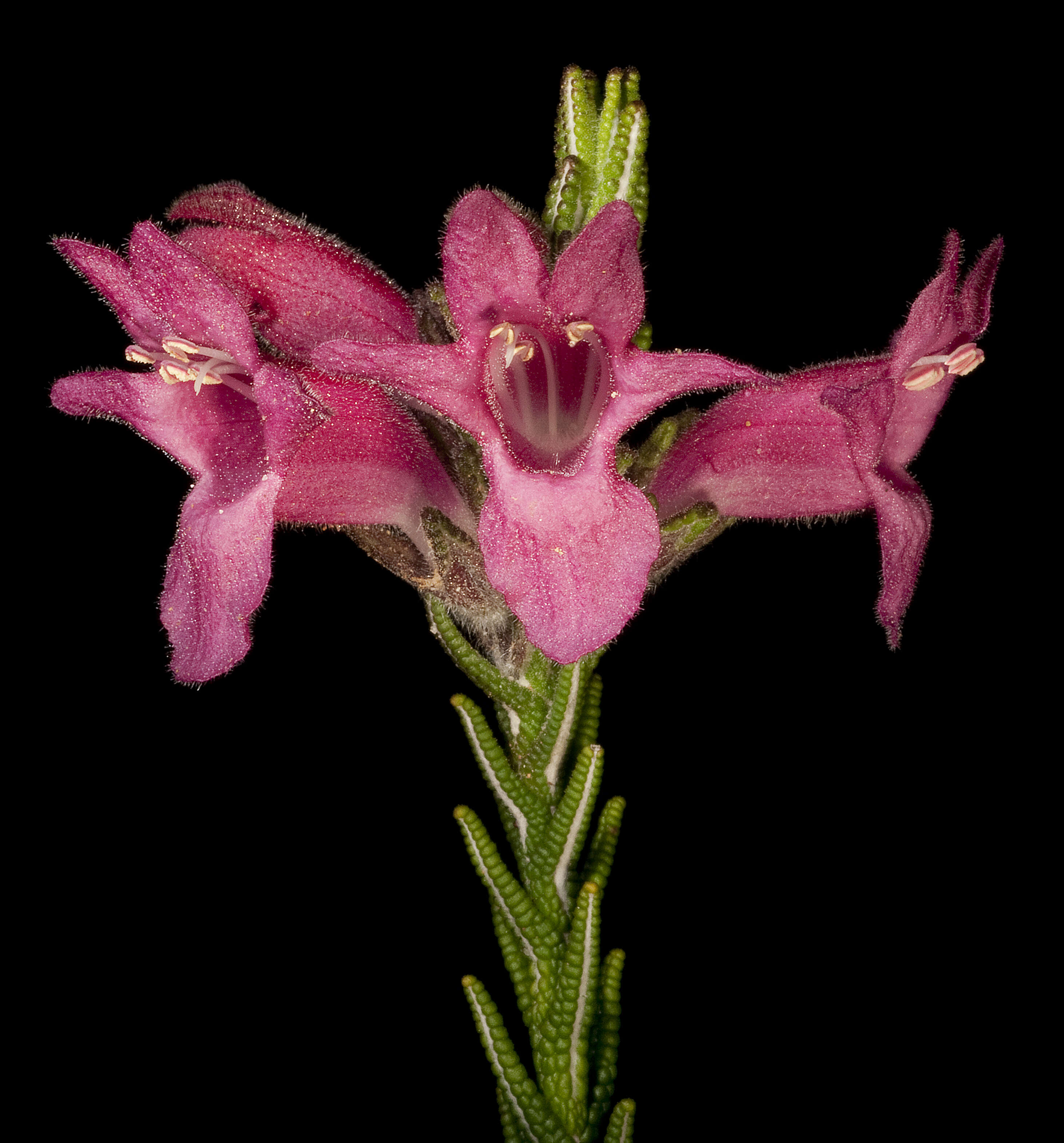 Image of Chloanthes coccinea Bartl.