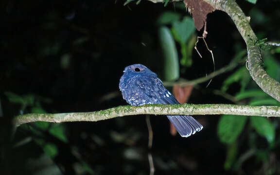 Image of Choco Poorwill