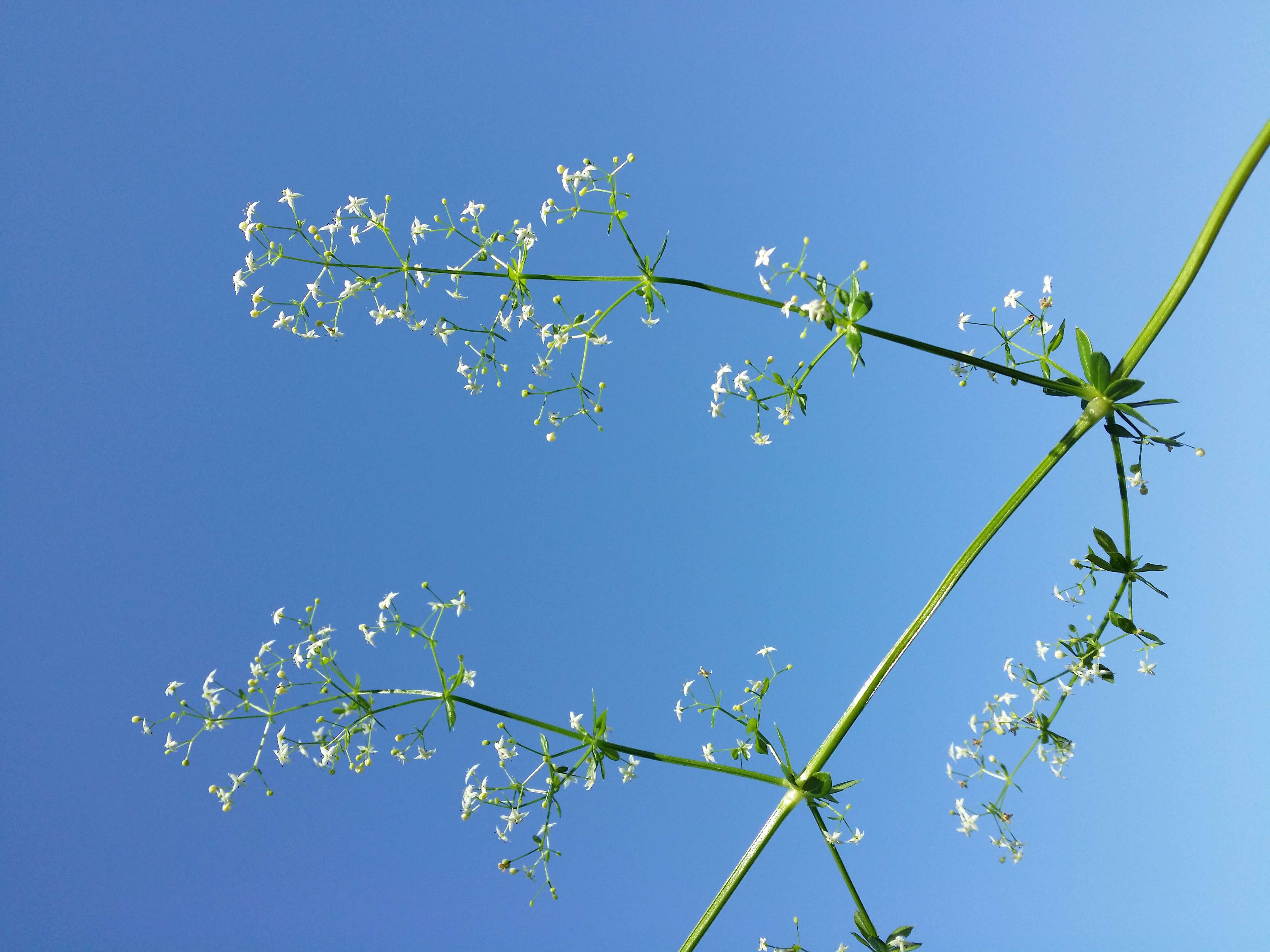 Plancia ëd Galium mollugo L.