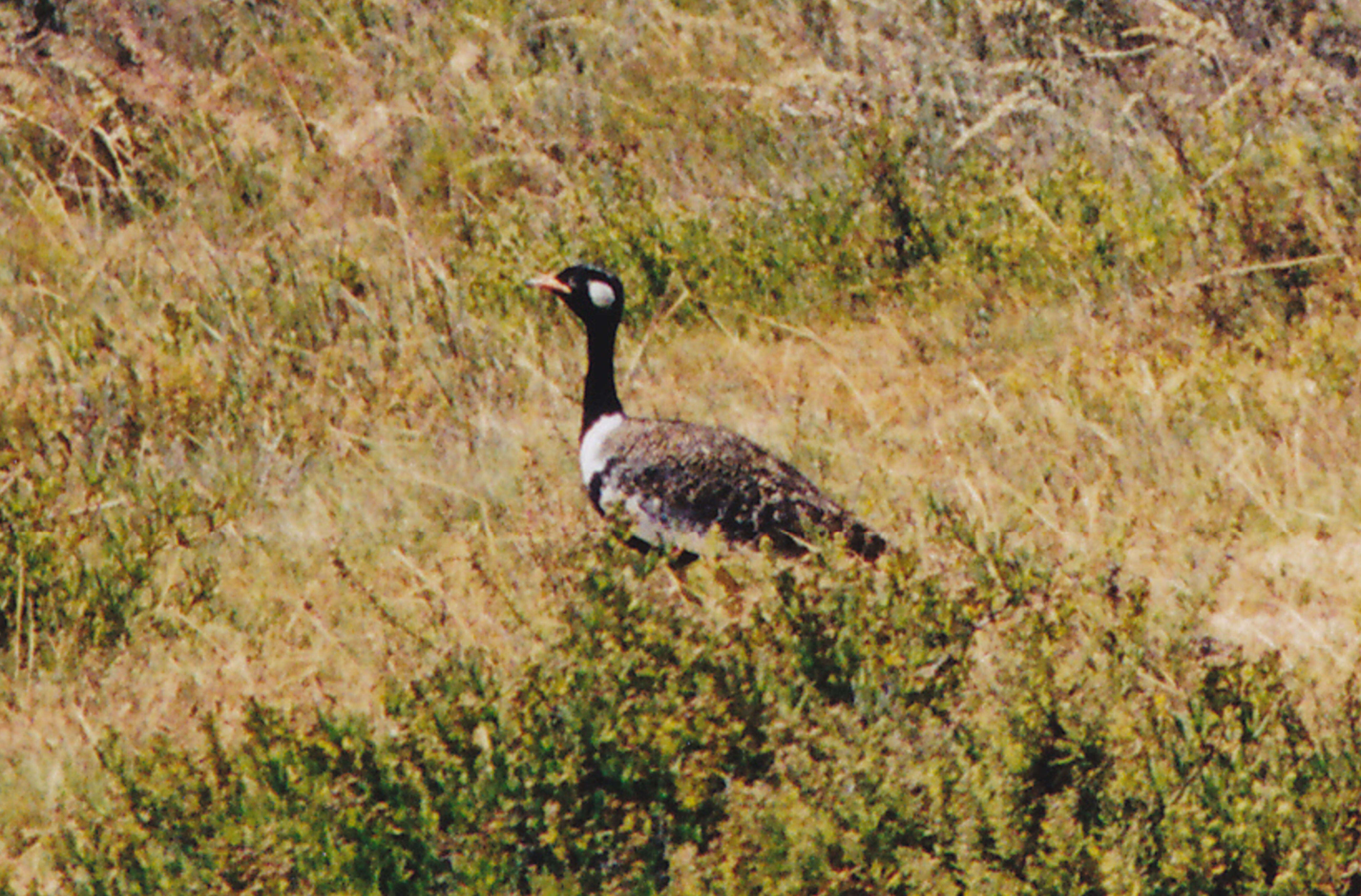 Image of Southern Black Bustard