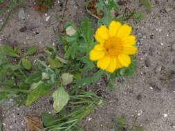 Image of corndaisy