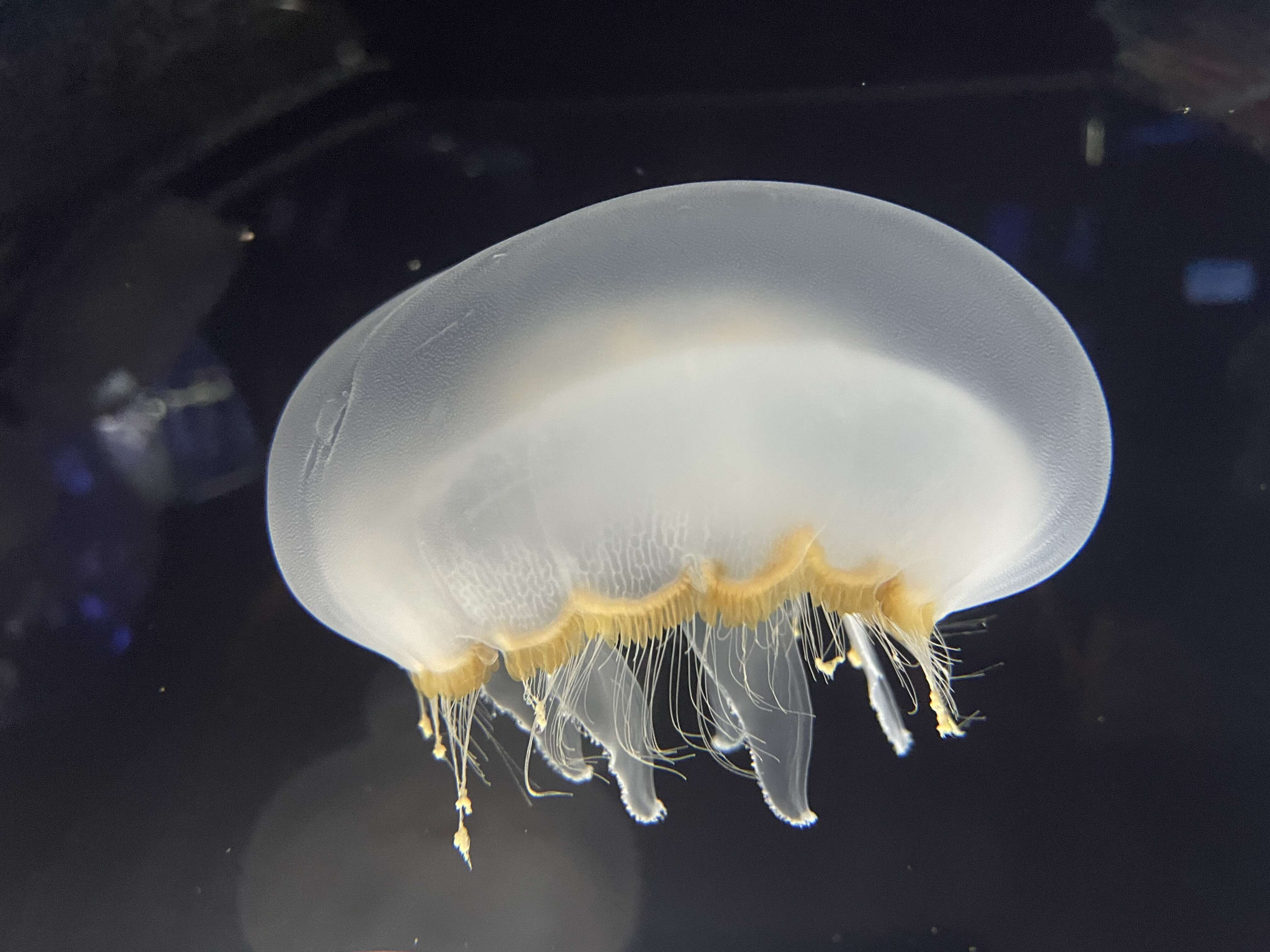 Image of Brown-banded moon jelly