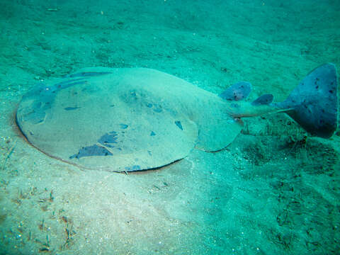 Image of Pacific electric ray