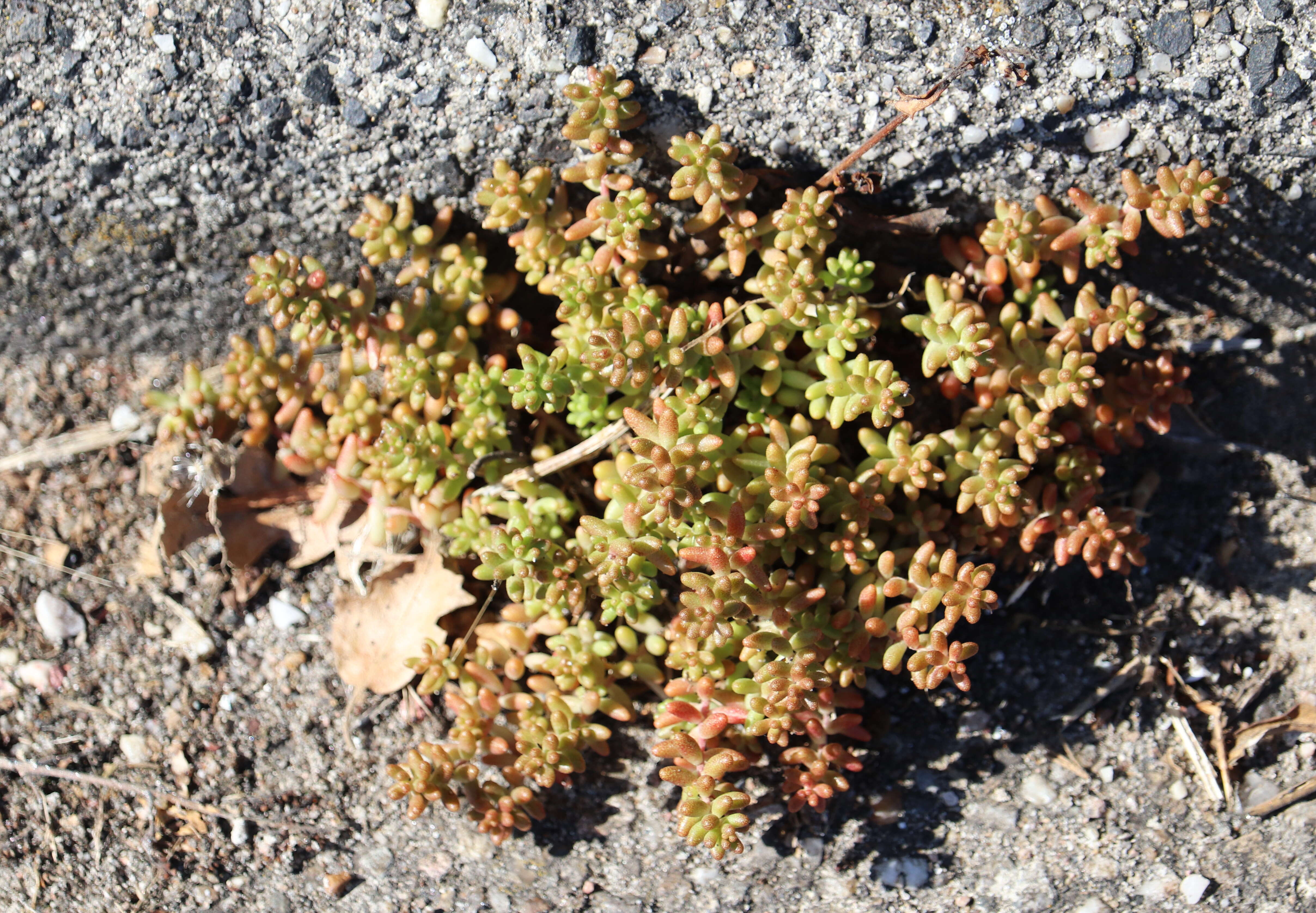 Image of White Stonecrop