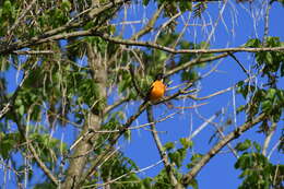 Image of Baltimore Oriole