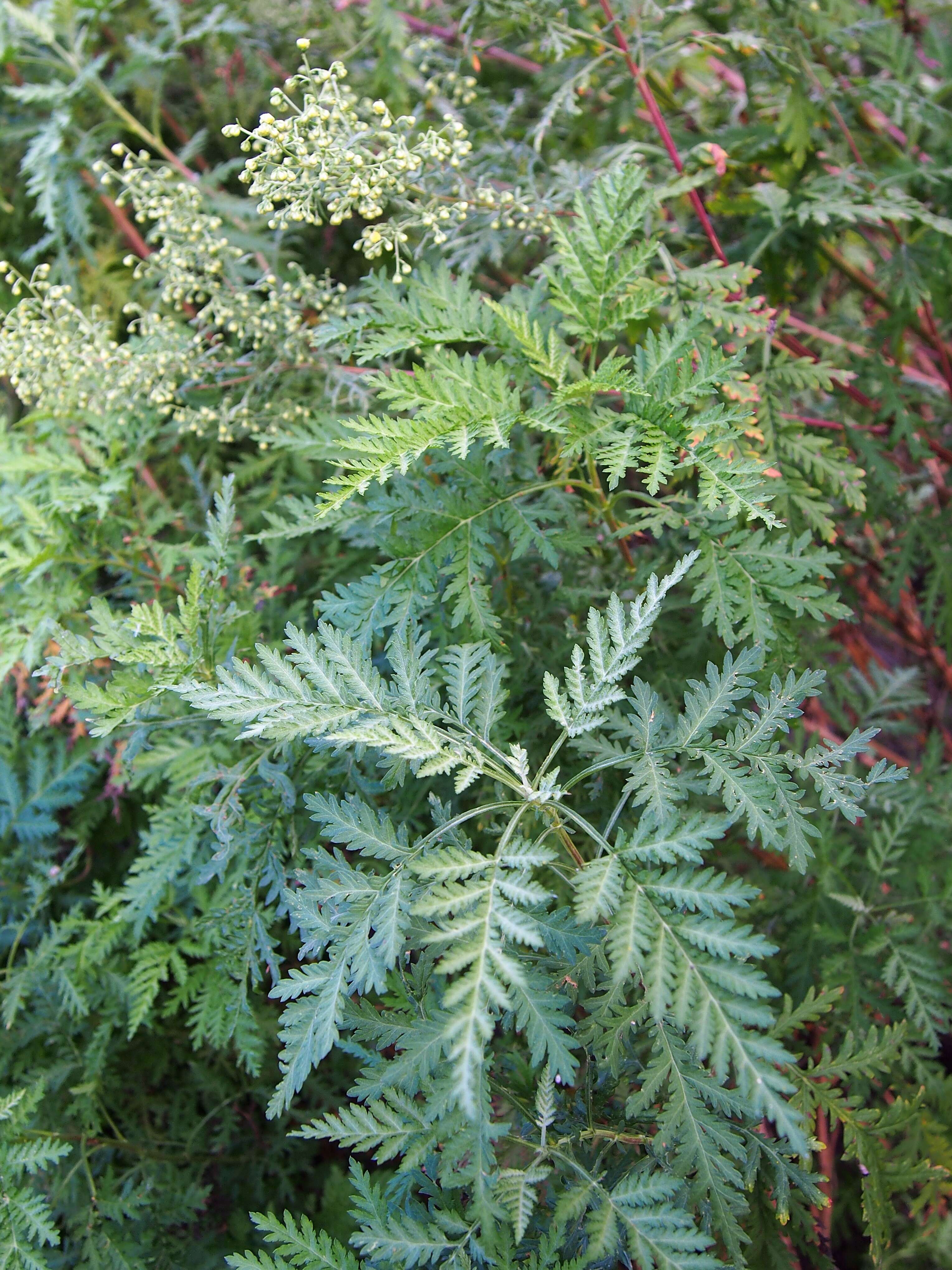 Image of Gmelin's wormwood