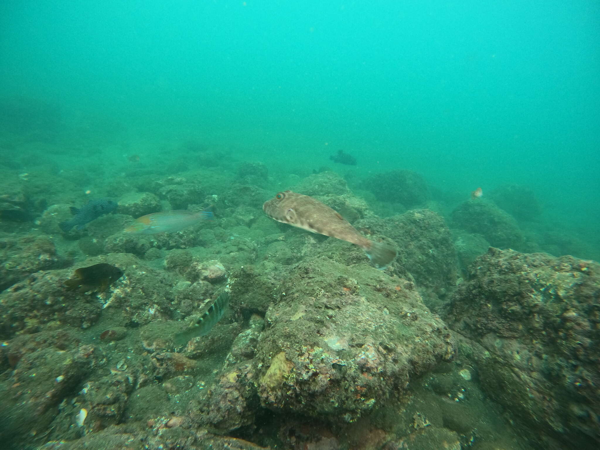 Image of Longnose Puffer