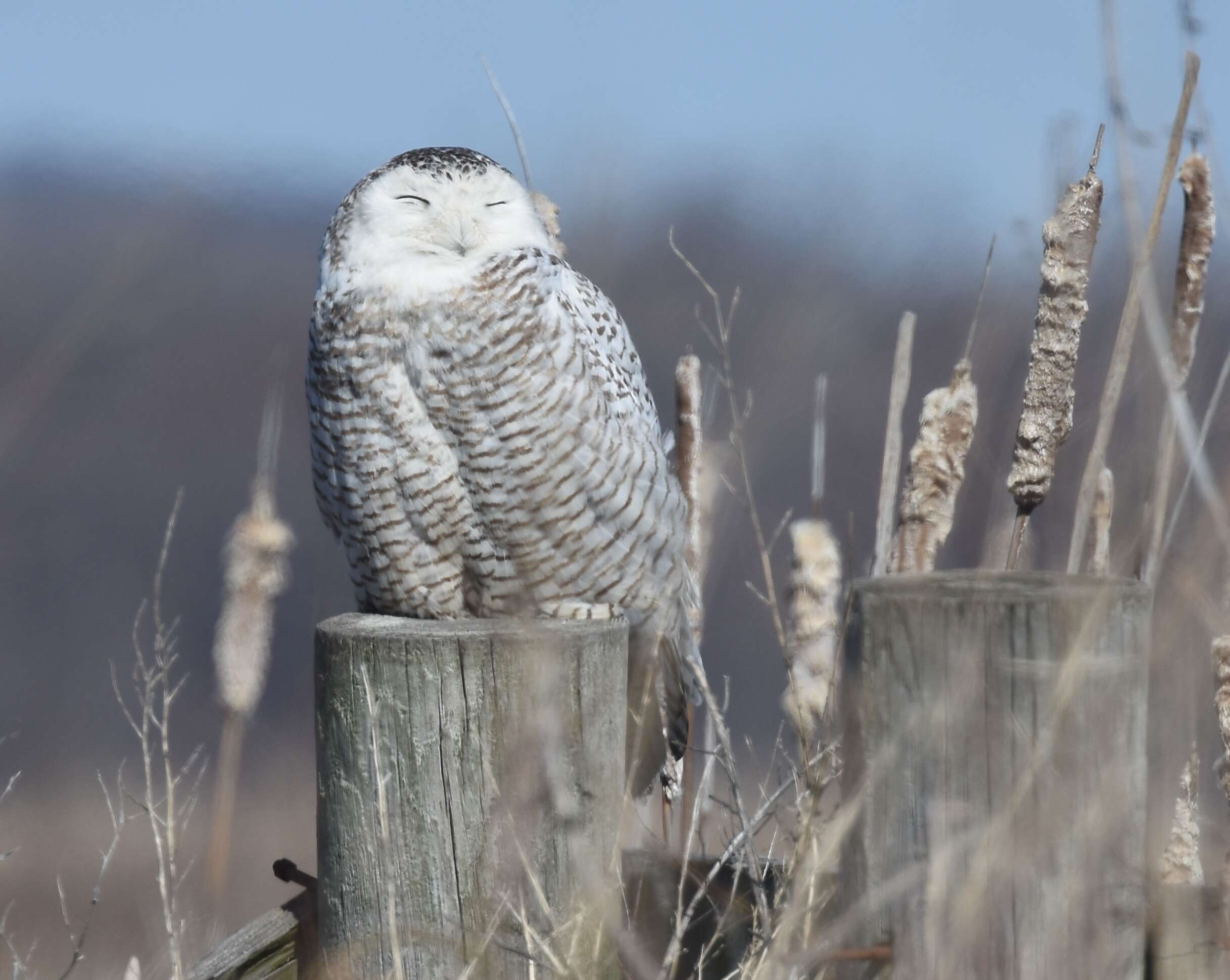 Imagem de Bubo scandiacus (Linnaeus 1758)