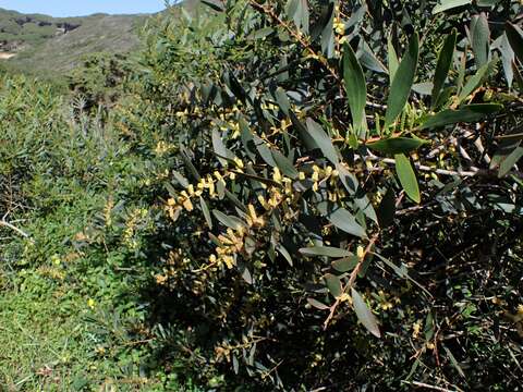 Imagem de Acacia longifolia (Andrews) Willd.