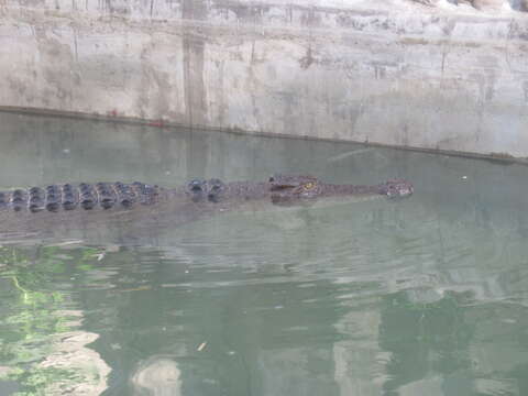 Image of Philippine crocodile