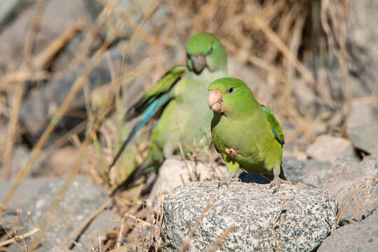 Image of Mountain Parakeet