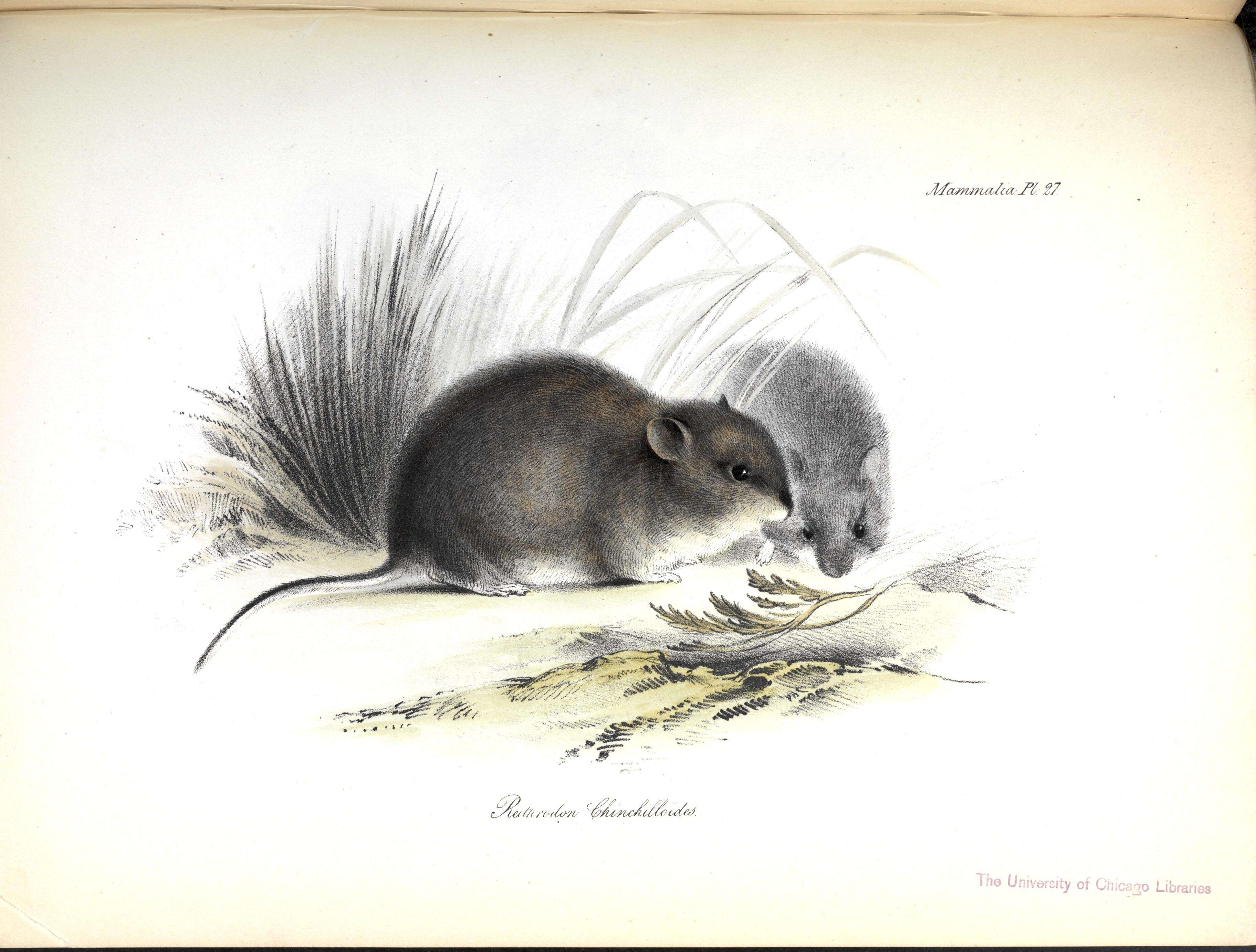 Image of Patagonian Chinchilla Mouse