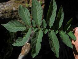 Image of Solanum etuberosum Lindl.