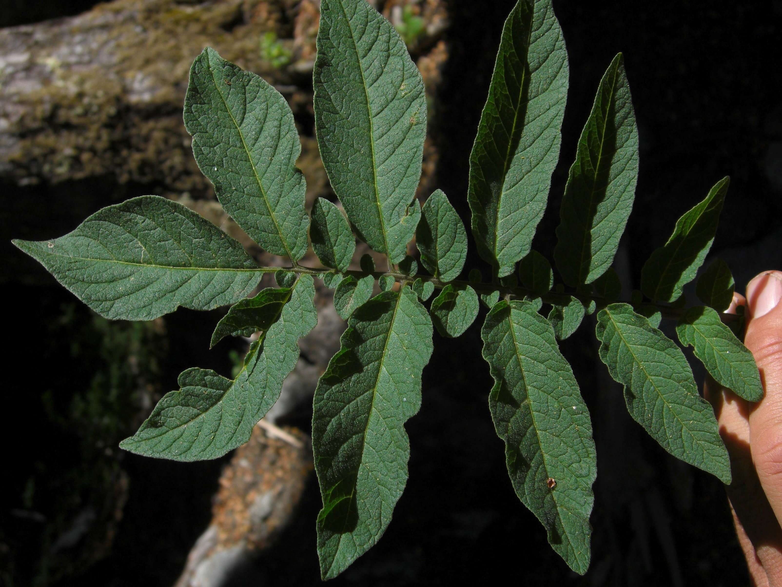 Image of Solanum etuberosum Lindl.