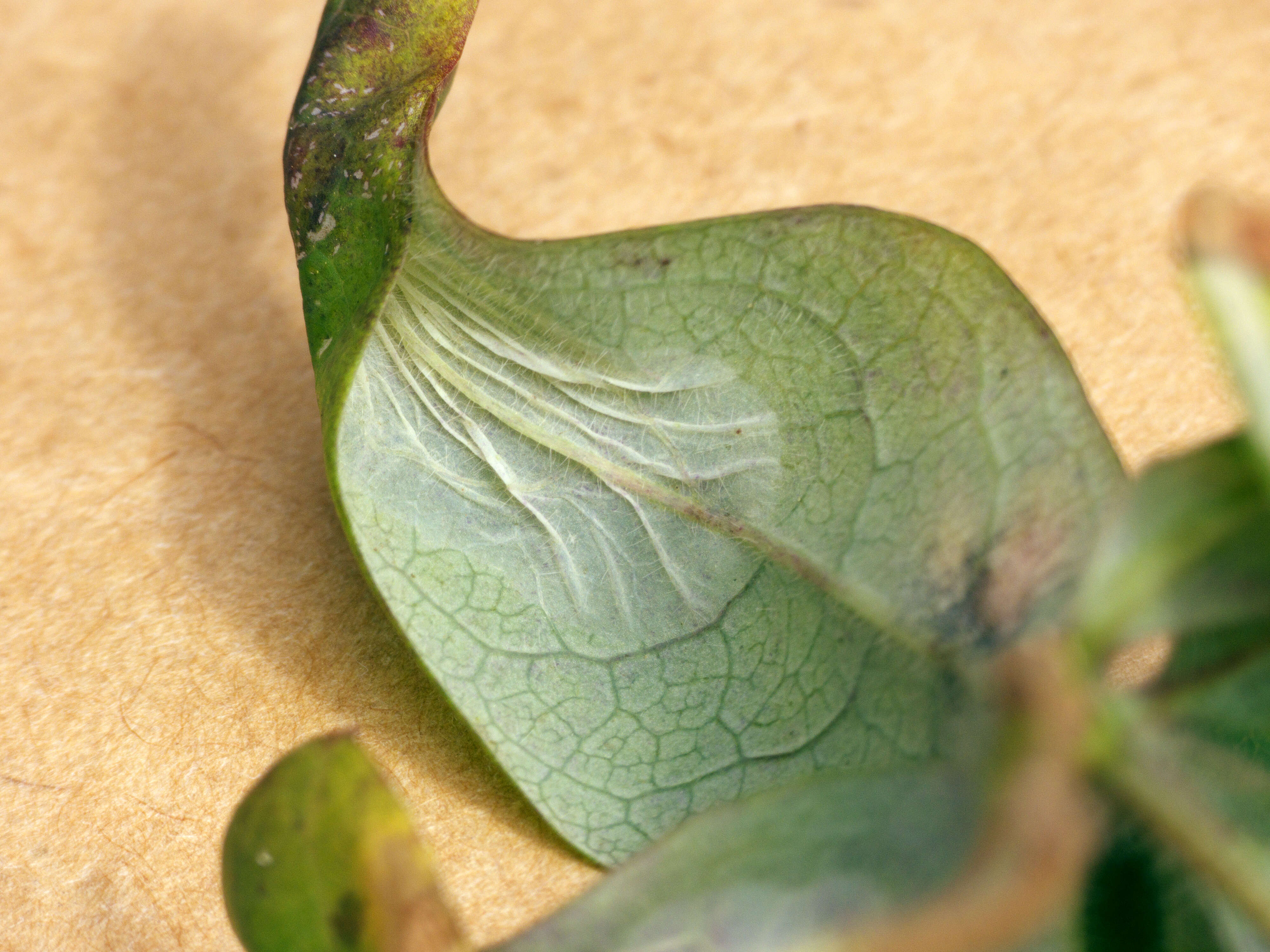 Image of Phyllonorycter trifasciella (Haworth 1828)