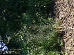 Image of lakeshore bulrush