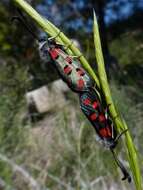 Image of Zygaena rhadamanthus Esper 1793