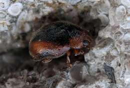 Image of Loew's Lady Beetle