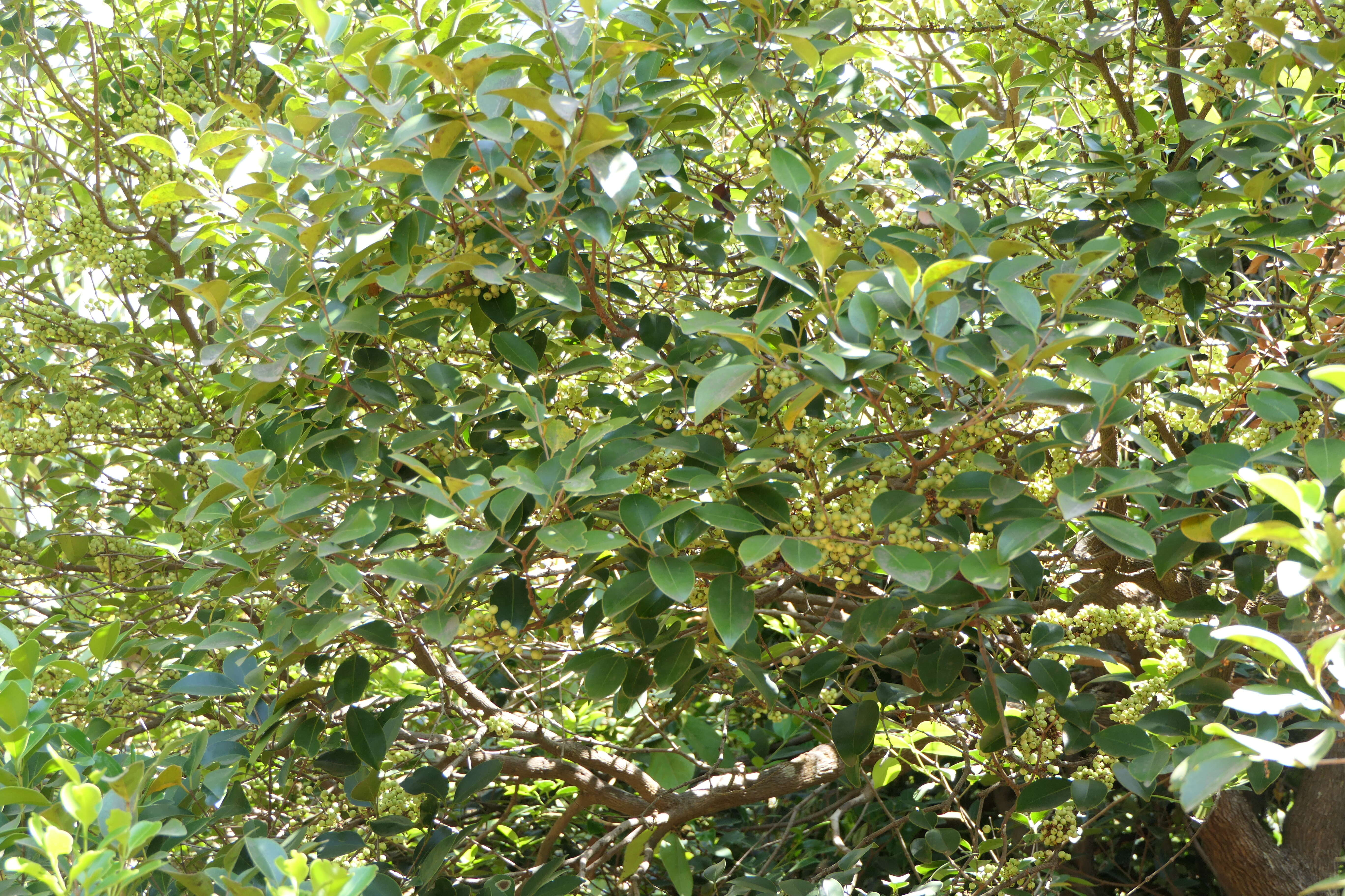 Слика од Memecylon umbellatum Burm. fil.